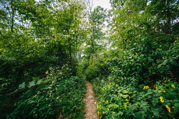 Obraz premium Trail through a forest, in Shenandoah National Park, Virginia.