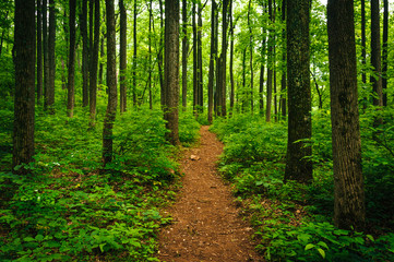 Trail through tall trees in a lush forest, Shenandoah National P