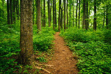 Trail through tall trees in a lush forest, Shenandoah National P