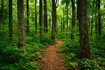 Obraz premium Trail through tall trees in a lush forest, Shenandoah National P