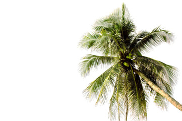 Fototapeta na wymiar Coconut leaf isolated on white background