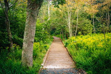 Tree and boardwalk path on the Limberlost Trail in Shenandoah Na