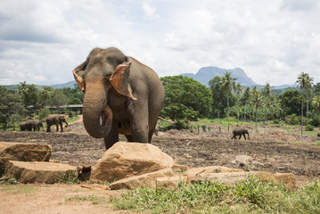 Obraz premium Elephant