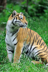 Fototapeta na wymiar Tigers on a grass