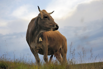 Cows on a summer meadow