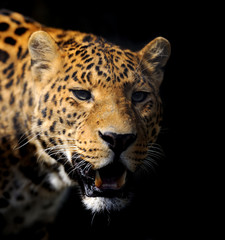 Fototapeta na wymiar Leopard on dark background