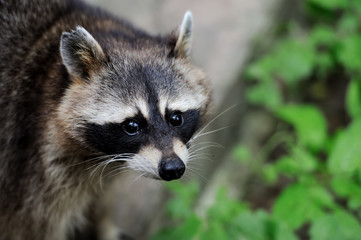 Raccoon in the forest