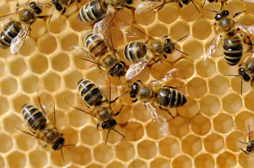 Fotobehang Working bees on honeycells © byrdyak