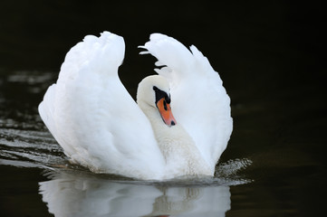 Obraz premium Swan in the lake