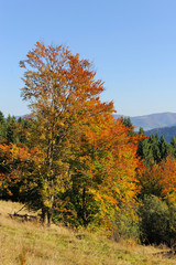 Fototapeta premium Autumn landscape with tree