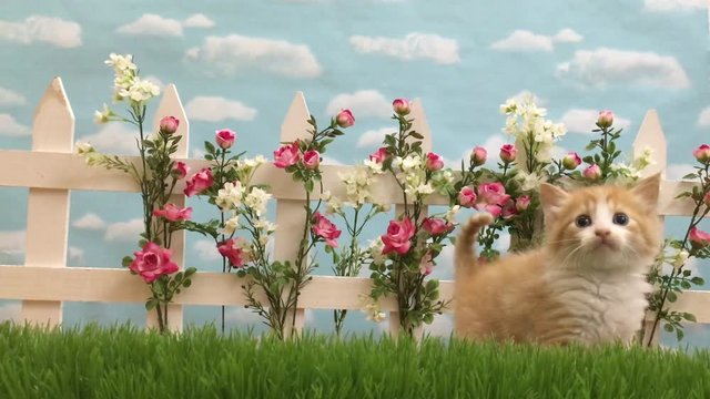 Orange and white tabby kitten walks through grass in front of white picket fence with flowers, then walks back the same direction he came from