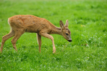 Deer in forest