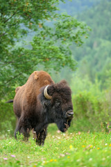 Bison