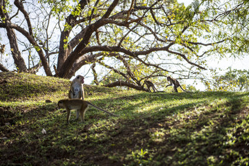 Fototapeta premium Some monkeys