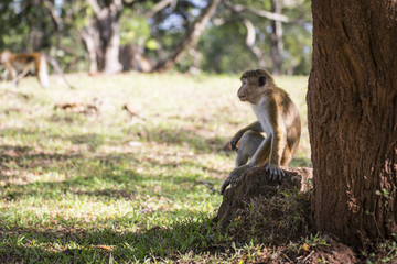 Monkey under the tree
