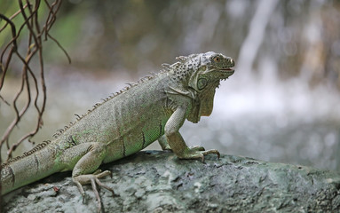 green iguana with long legs near the waterfall of tropical fores