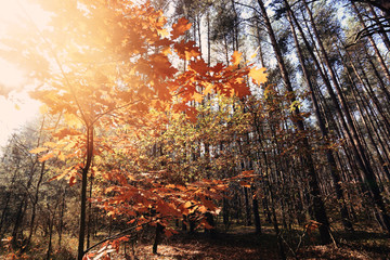 Fototapeta na wymiar Autumn Forest landscape