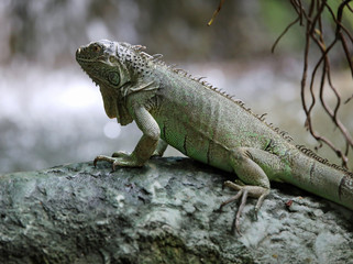 large green iguana with long legs
