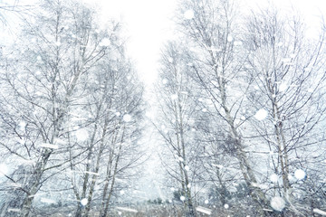 Snow rural frosty morning