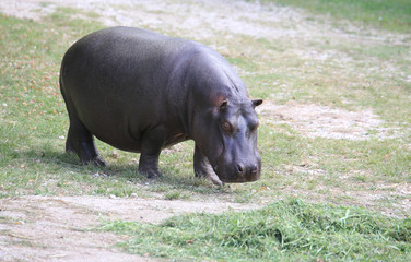 fat and heavy hippo while eating the grass