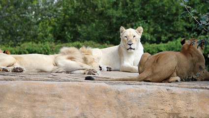 Lion group with great white lioness
