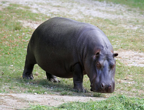 heavy hippo with shiny skin and small ears