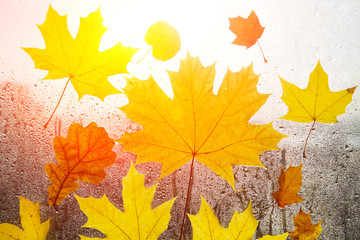 Naklejka na ściany i meble Fall, autumn, leaves background. Autumn leaves on glass with rain droplets.
