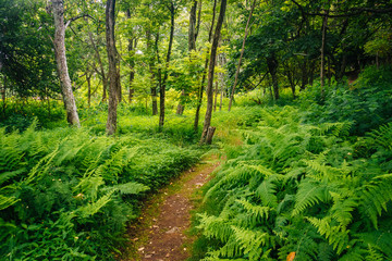 Fototapeta premium Ferns along a trail in the forest, in Shenandoah National Park,
