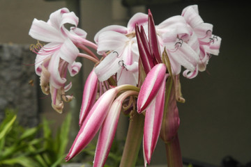 Crinum hybrid native to the Seychelles