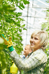 Woman examining plants in greenhouse
