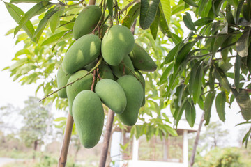 Mango tree with full of fruits