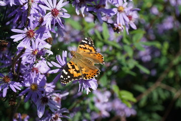 Flowers in gardens of Powis castle in Wales