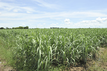 cane