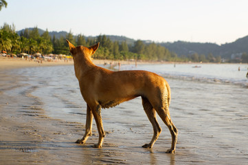 Fototapeta na wymiar Dog walking on the beach watching the summer vacation