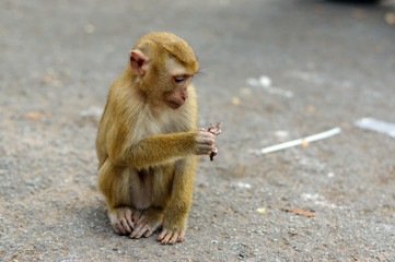Obraz premium young macaca monkey sitting on stone playing with somthing in his hands.