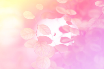 Beautiful  leaf in sweet colors soft focus blur background