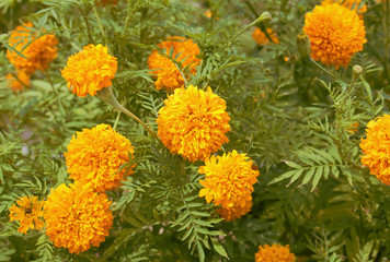 marigold flowers