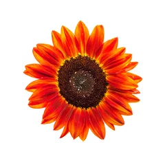 Tissu par mètre Tournesol Red sunflower on white background