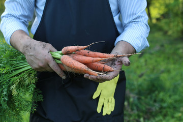 gardener man holding carrot harvest in a hand