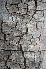 Close-up detail of the texture of gray, cracked bark. Nature background and texture.
