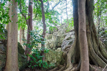 Tenpaku Iwakura Remains