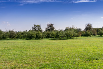 Autumn Park Landscape