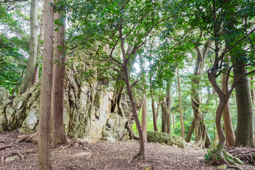 Tenpaku Iwakura Remains
