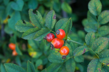 Fototapeta premium Several hips against the green of the plants in the fall.