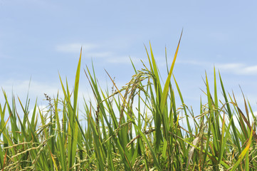 ear of paddy