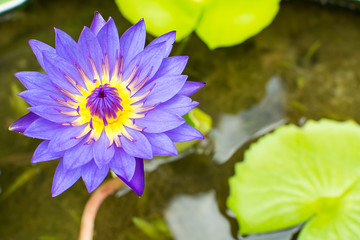 The blossom shot of yellow pollen on purple lotus