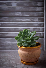 Succulent in pot on the windowsill