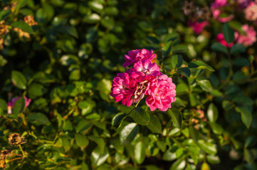 Fototapeta premium flowers small pink roses on a curb foliage background