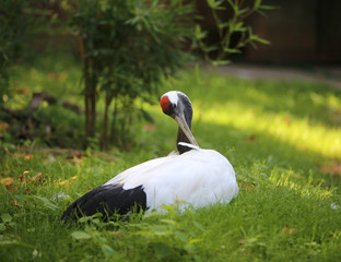 Obraz premium red-crowned crane is a big bird of asian area