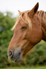 Obraz premium Horse head